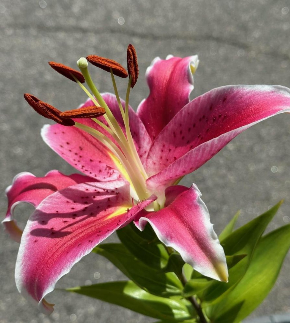 NATION'S INN of Wake County - Raleigh Crabtree