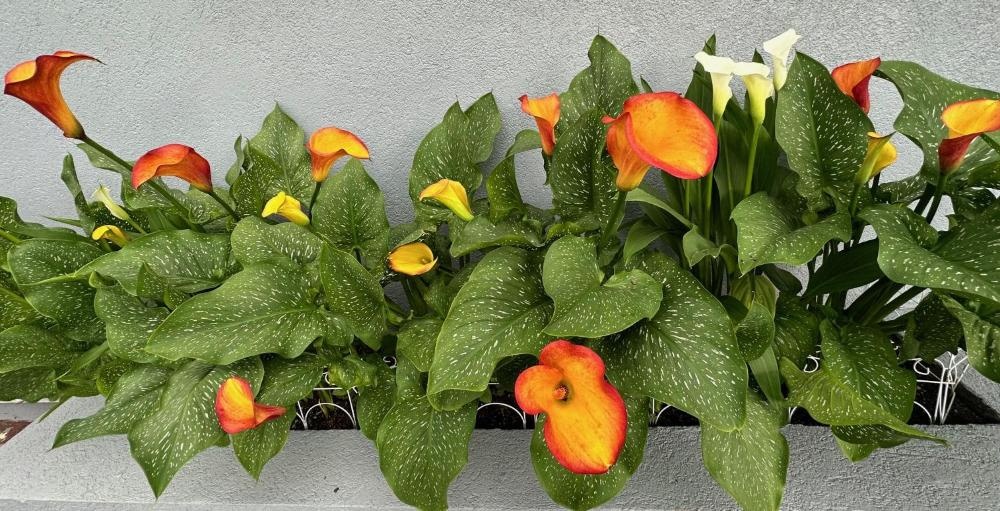 NATION'S INN of Wake County - Raleigh Crabtree